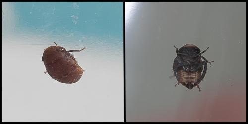 Penthimia nigra
